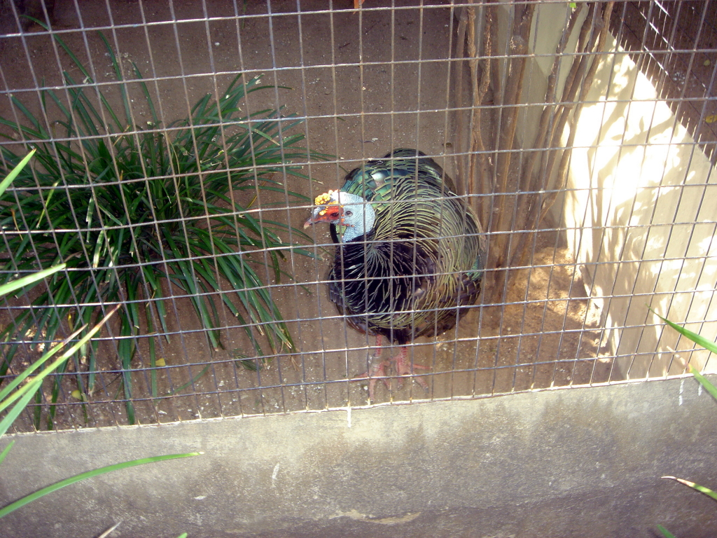 2006/04(Apr)/04(Zoo-Chance-Dax)/1024x768_2006-04-08 15-19-59.JPG